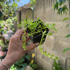 Bacopa (Brahmi / Water Hyssop) Plant