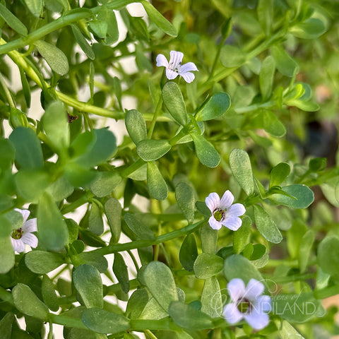 Bacopa (Brahmi / Water Hyssop) Plant