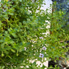 Bacopa (Brahmi / Water Hyssop) Plant