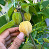 Cape Gooseberry