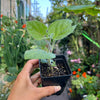 Cape Gooseberry