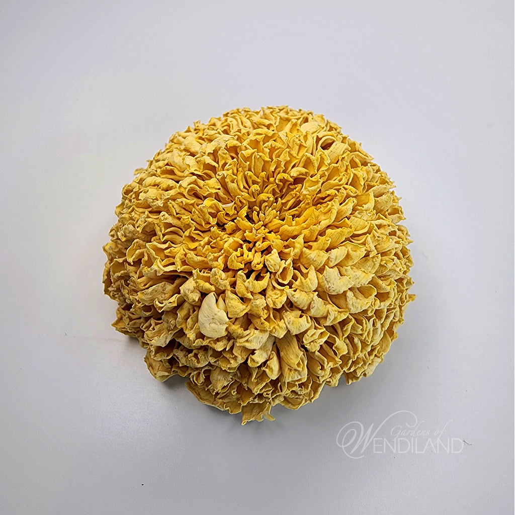 chrysanthemum tea flower seeds Chrysanthemum Tea – Gardens of Wendiland