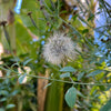 Narrow Leaf Papalo