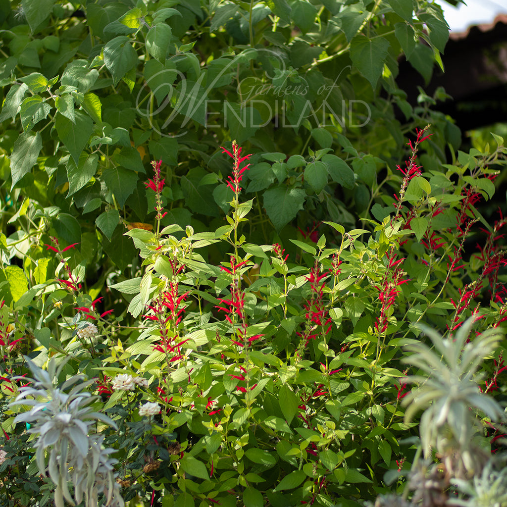 golden delicious pineapple sage plant Golden Pineapple Sage – Gardens of Wendiland
