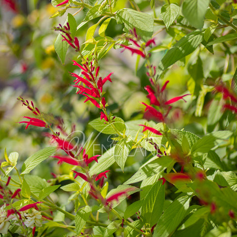 Golden Pineapple Sage