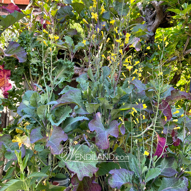 Purple Tree Collard – Gardens of Wendiland