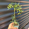 Rock Samphire Plant