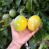 Peruvian Yellow Passion Fruit Plant