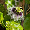 Peruvian Yellow Passion Fruit Plant