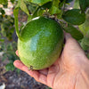 Peruvian Yellow Passion Fruit Plant