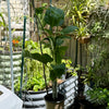 Peruvian Yellow Passion Fruit Plant