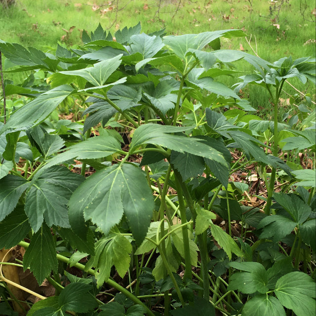 pandan leaf plant seeds for sale Ashitaba Seeds AKA "Tomorrow Leaf" – Gardens of Wendiland