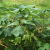 Ashitaba Seeds  AKA "Tomorrow Leaf"