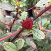 Roselle Hibiscus Seeds