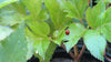 SALE! 2 Ashitaba AKA "Tomorrow Leaf" Plants
