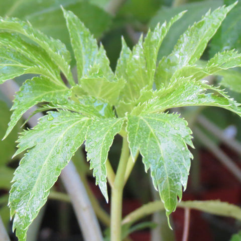 Ashitaba (Angelica keiskei koidzumi) AKA "Tomorrow Leaf”