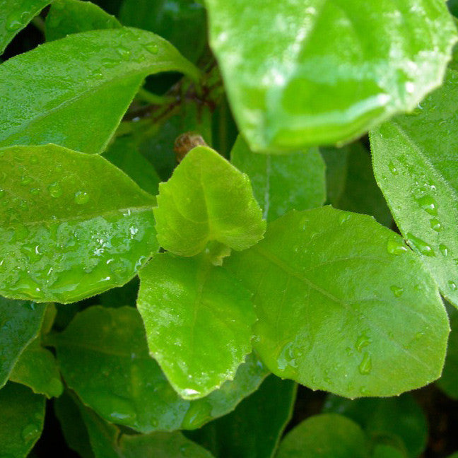asitaba plant Longevity Plant for Diabetes and High-Cholesterol ( Gynura Procumbens / Ashitaba )