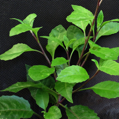 Large Gynura Procumbens / Ashitaba ( Longevity Plant for Diabetes and High-Cholesterol )