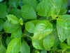 Longevity Spinach ( Gynura Procumbens / Ashitaba)