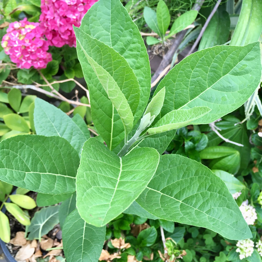 Bitter Leaf Herb