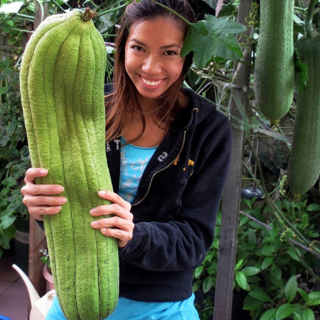 Giant Luffa Gourd Seeds — Join Pre-Order List!