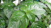 Magenta Leaf Plant AKA Lá Cẩm -- Natural Food Coloring!