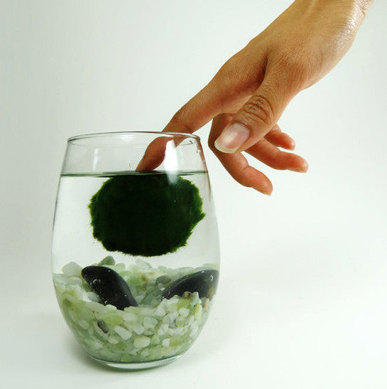 Marimo in the Oval Home