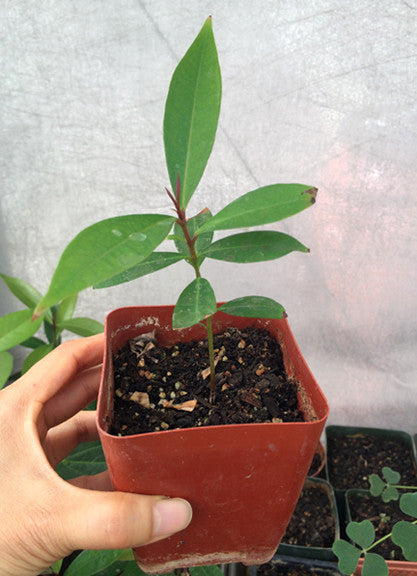 rose apple seeds for sale Rose Apple Seedling (Syzygium jambos) – Gardens of Wendiland