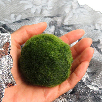 DISCOUNTED!!  XL Marimo For Your Own Aquarium