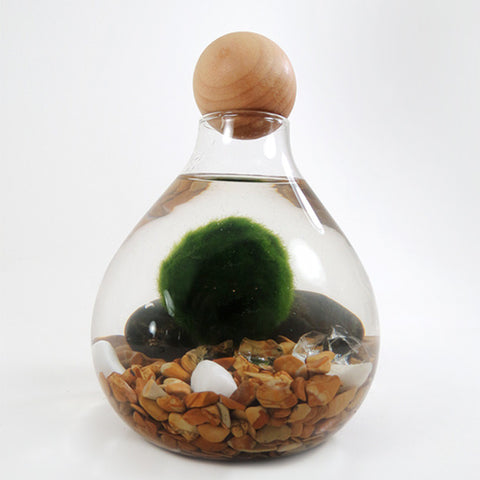 Marimo in the Cozy Home