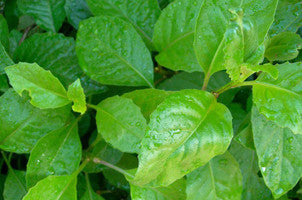 Gynura Procumbens Live Plant