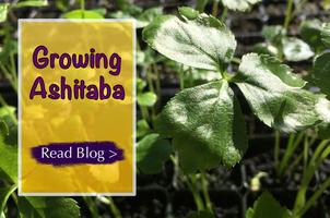 Growing Ashitaba